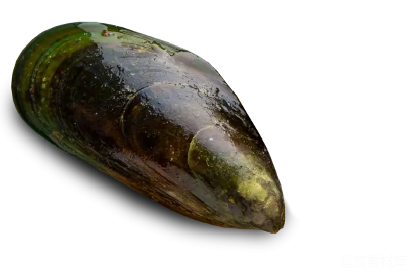牡蛎