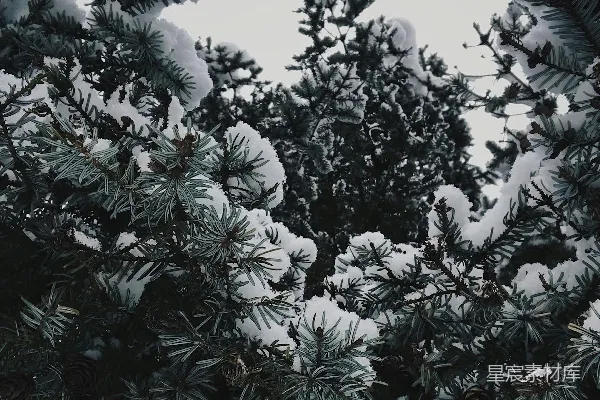 雪天里一棵覆盖着白雪的松树