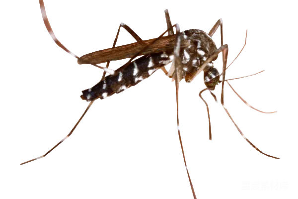 元素素材 蚊子
