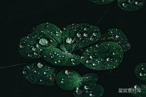 高清摄影 绿叶上的水珠