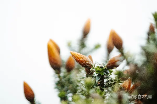 一树的花