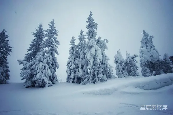 一群覆盖着白雪的树木在阴云密布的日子里