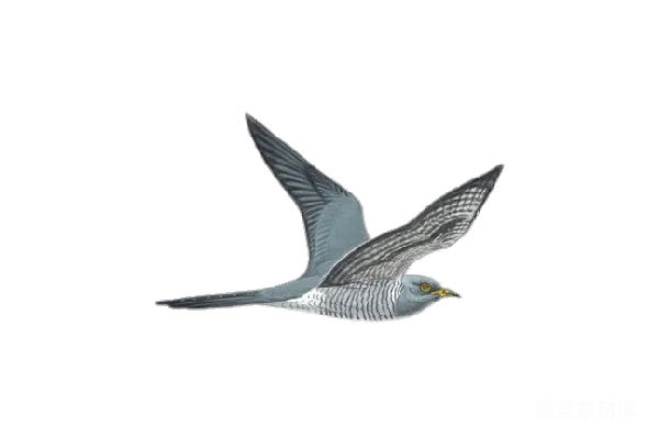 cuckatrice