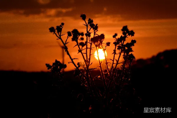 夕阳下的花影