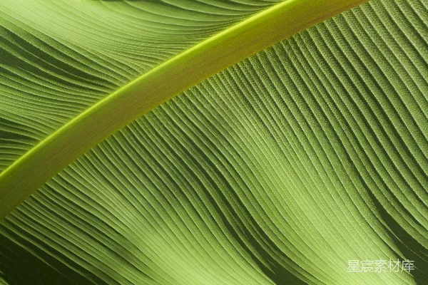 高清摄影 绿色香蕉叶的 macro 摄影