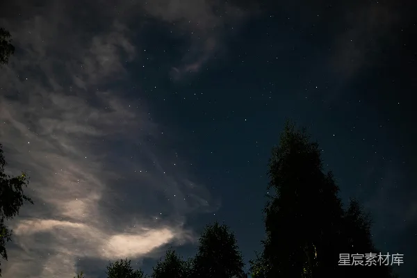 星空下的树木