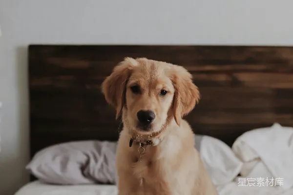 高清摄影 labrador retriever 在房间里的床上