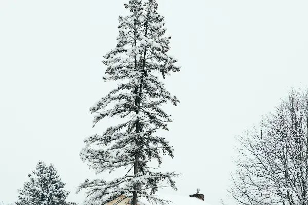高清摄影 一栋房屋和覆盖着白雪的高大松树。