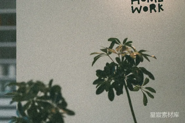 高清摄影 两株植物前面有标有logo的花束。