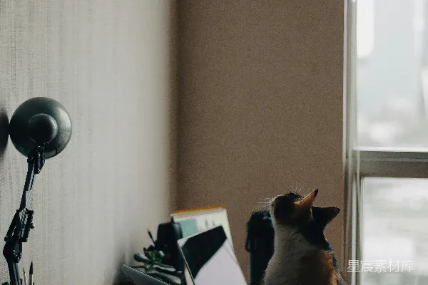 高清摄影 棕色的猫坐在白色桌子上。
