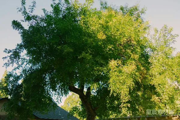 高清摄影 房屋前面的大树
