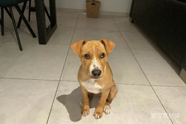 高清摄影 一只可爱的幼犬坐在铺有瓷砖的地面上