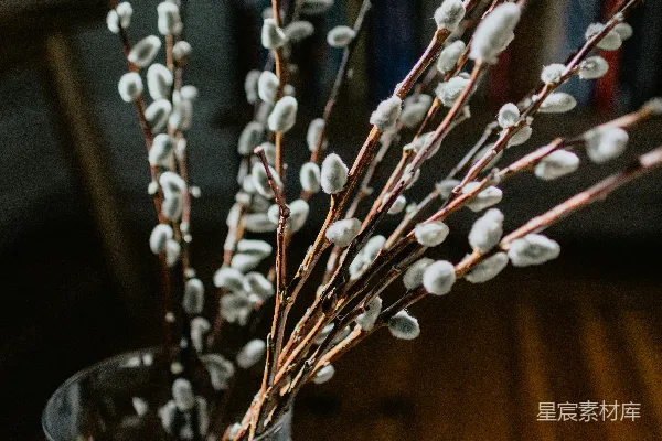 高清摄影 一个装满白色花朵的花瓶放在木桌上。