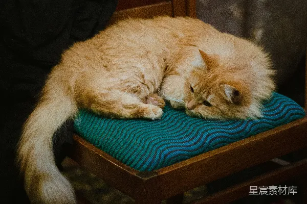 高清摄影 一只蓬松的橙色猫正躺在木椅上。