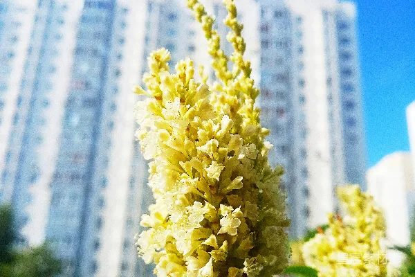 高清摄影 一幢高楼前面的一朵黄色的花