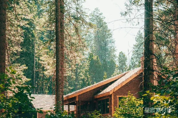 高清摄影 一间木制小屋坐落在高大的松树之间。