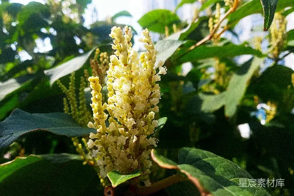 高清摄影 一棵树上的一朵黄色花朵的特写。