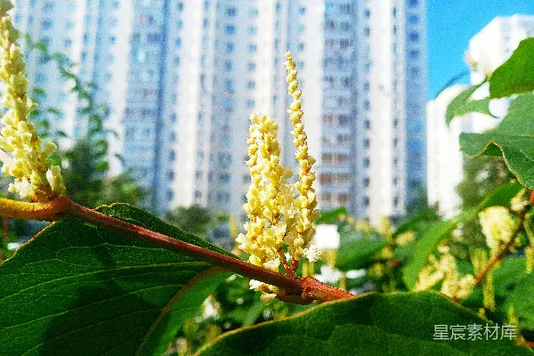 高清摄影 一张植物的特写照片，背景中有一座建筑物。