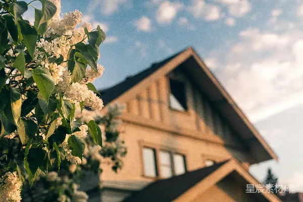 高清摄影 白天的白花绿叶
