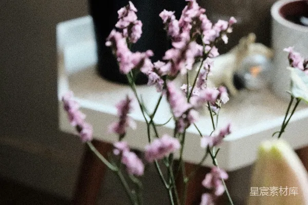高清摄影 白边桌上的粉红色花朵和盆栽植物。