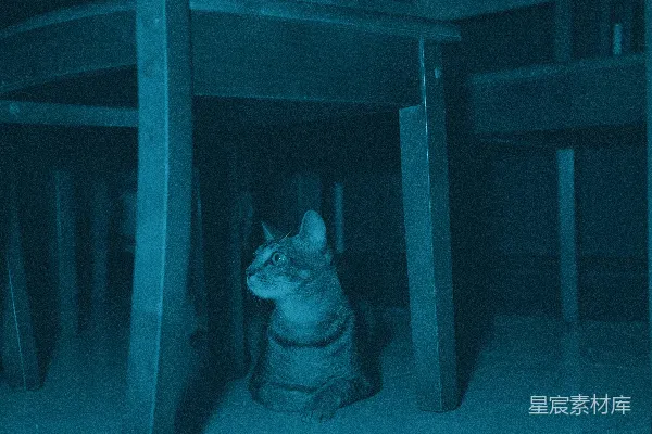 高清摄影 一只猫坐在蓝色调房间里的木制椅子下面。