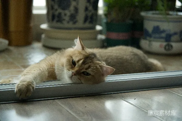高清摄影 一只金色的猫头枕在地板轨道上休息。