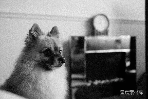 高清摄影 一只蓬松的哈瓦那犬侧身看去。