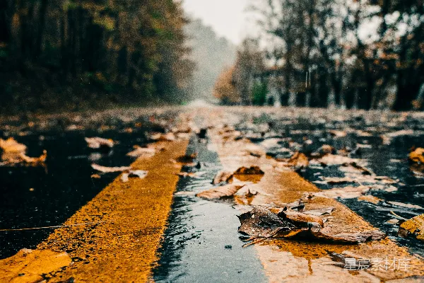 高清摄影 路面上白天出现的枯黄干叶