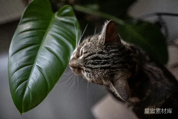 高清摄影 一只虎斑猫嗅着一片大大的绿叶。