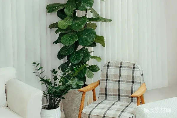 高清摄影 优雅的室内装饰包括植物和舒适的家具。