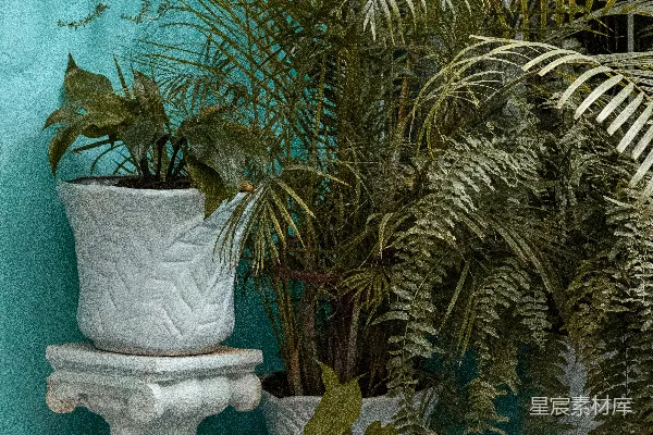高清摄影 绿色棕榈植物，栽种在白色陶瓷花盆中。