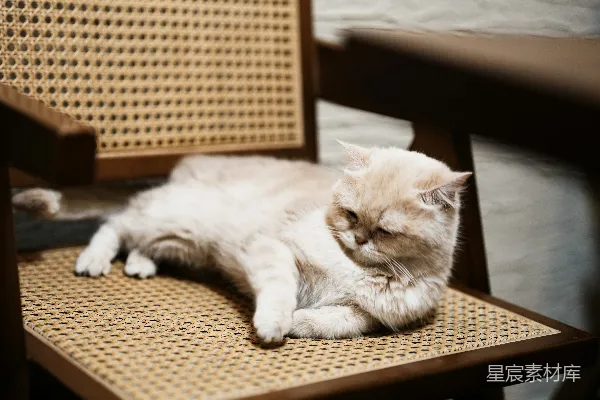 高清摄影 一只浅色的猫在编织椅上休息。