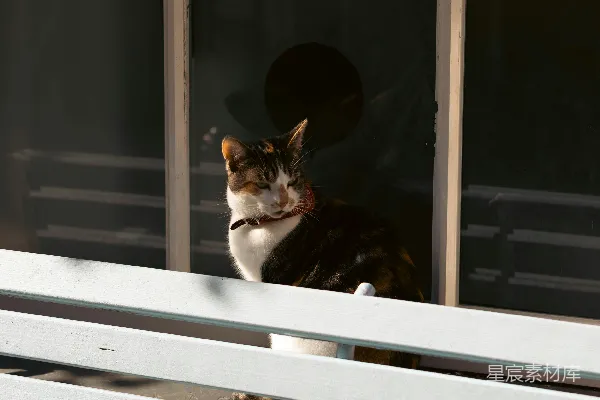 高清摄影 一只三色猫坐在白色的长椅上。