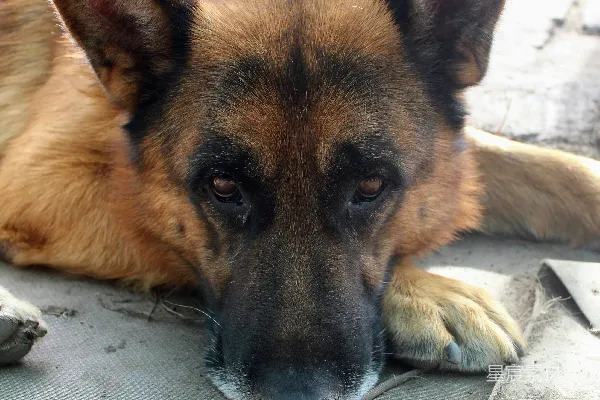 高清摄影 一只德国牧羊犬把头靠在地上休息。