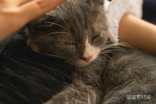 高清摄影 抚摸一只正在睡觉的灰白小猫