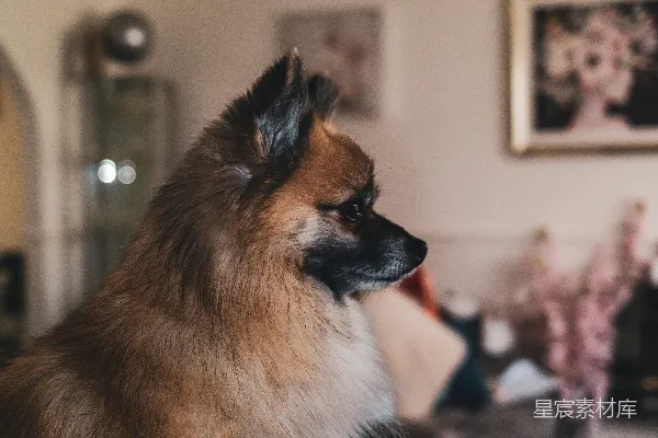高清摄影 一只蓬松的波美拉尼亚犬坐在室内的沙发上。