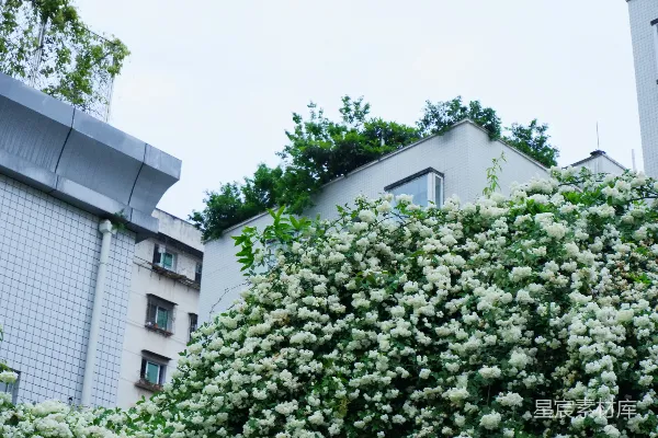 高清摄影 白花在绿树环绕的建筑上绽放。