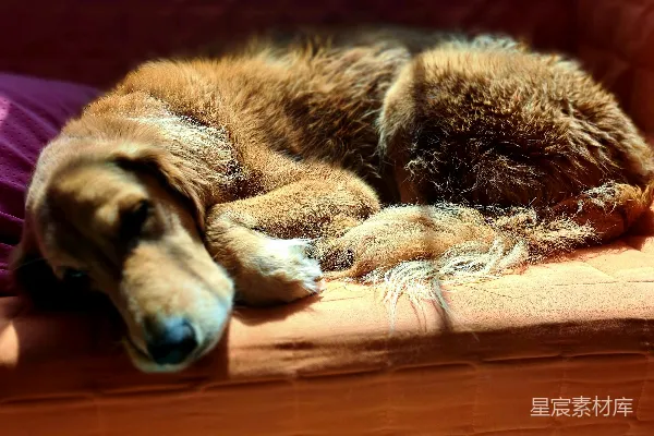 高清摄影 金毛寻回犬正睡在橙色的沙发上。
