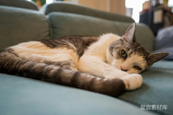 高清摄影 一只家猫正睡在绿色沙发上。