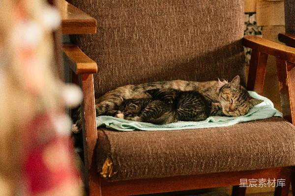 高清摄影 母猫在椅子上睡着，身边有小猫。