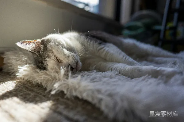 高清摄影 阳光下，一只猫躺在柔软的毯子上睡觉。