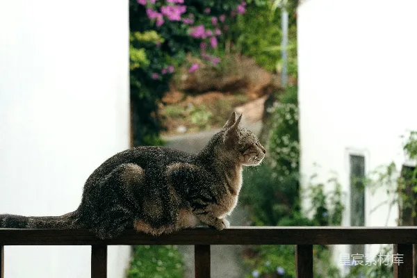 高清摄影 一只虎斑猫坐在户外的栏杆上。