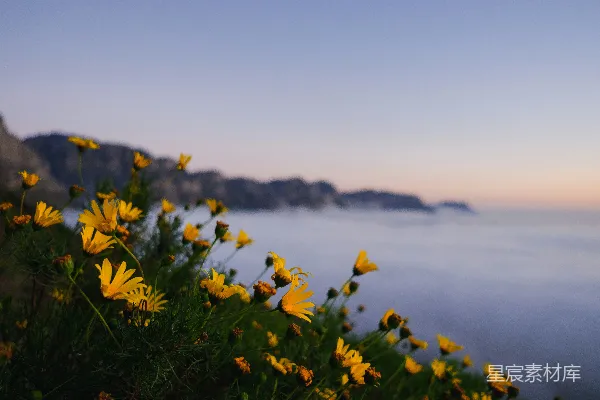 高清摄影 一片金黄的雏菊花田