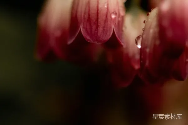 高清摄影 一朵花的特写照片