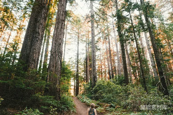 高清摄影 白天，一位女士在植物和高大树木附近行走。