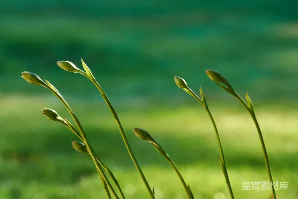 高清摄影 近距离拍摄的绿色花蕾照片