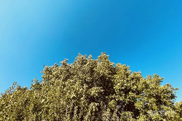 高清摄影 一棵开黄花的树