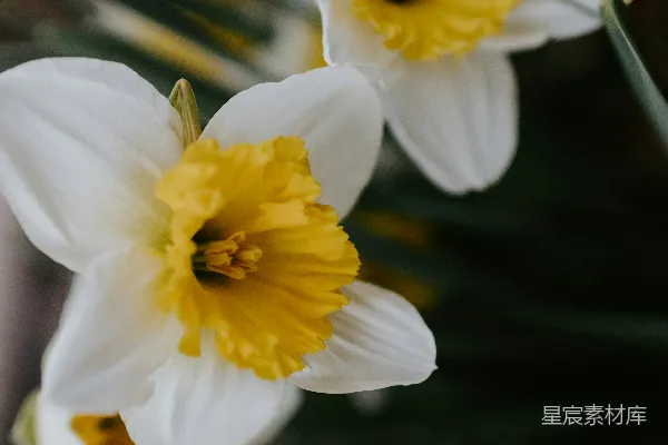 高清摄影 白黄相间的花朵在微移镜头中