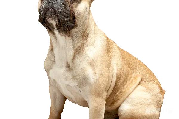 Bulldog