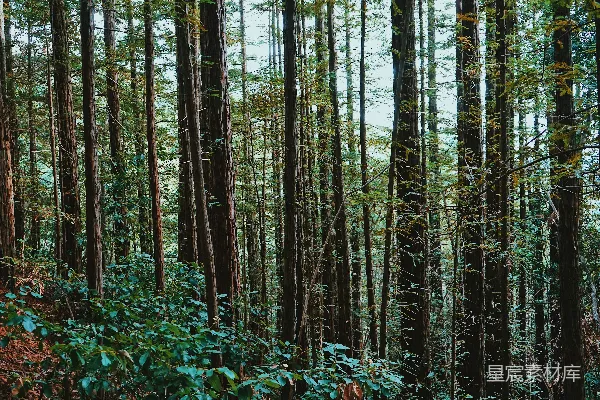 绿树